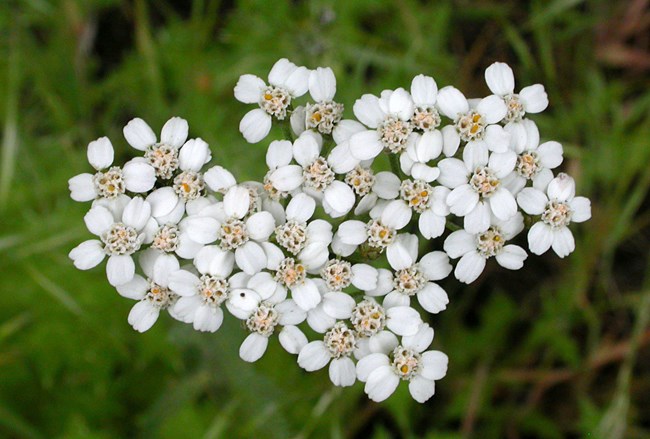 Common yarrow