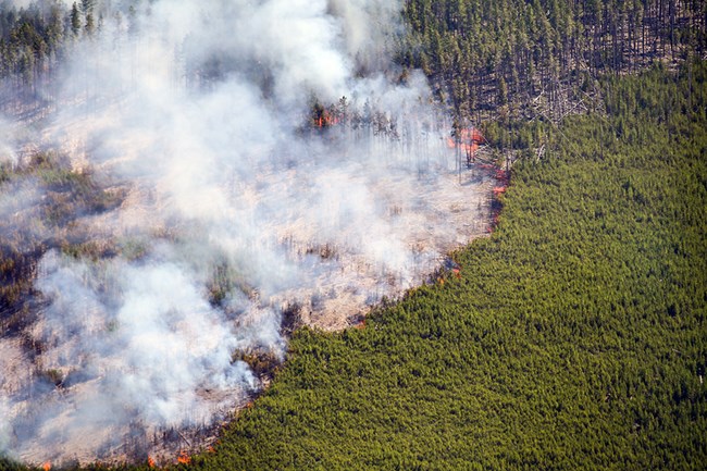 Aerial view of fire consuming lodgepole pine trees.