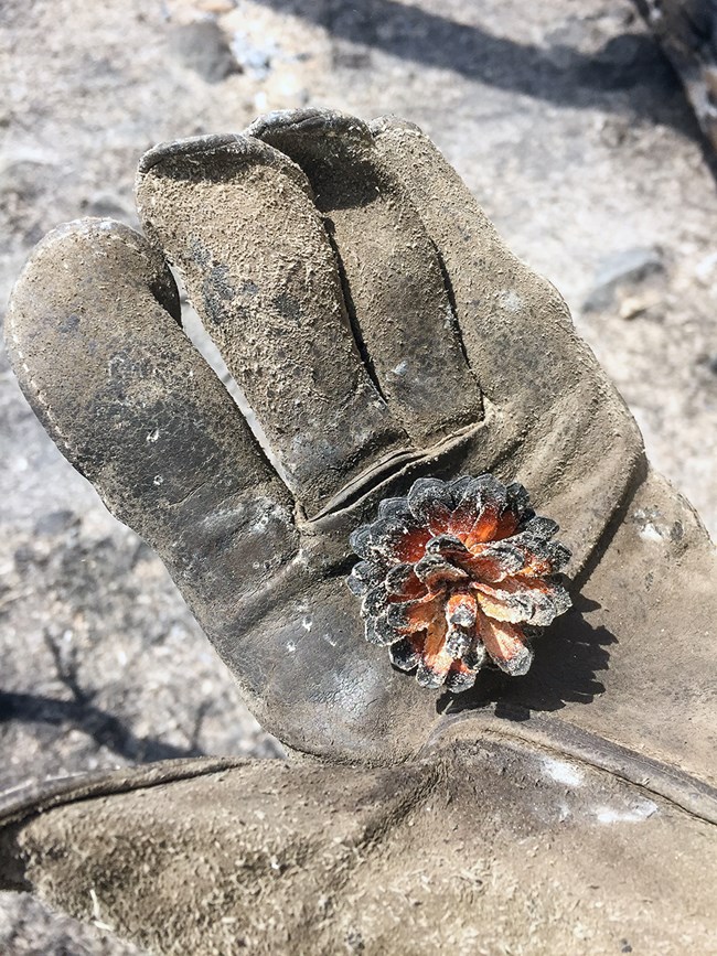 A burned lodgepole pinecone in a gloved hand.