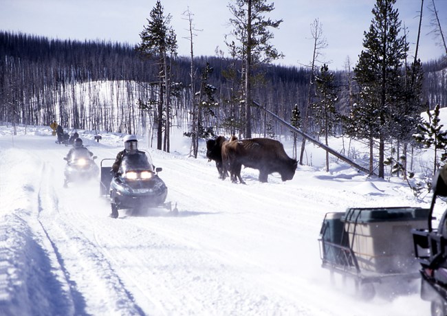Over-snow vehicles driving past bison in Yellowstone NP