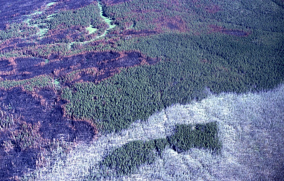 Aerial view of burned trees next to trees that did not burn