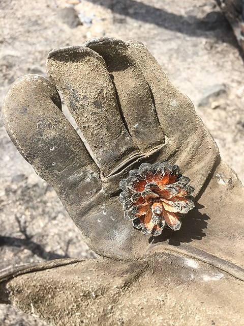 An open hand holding a lodgepole pine cone