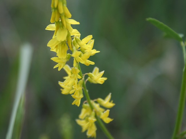 cluster of yellow flowers on along a green stem with blurred green vegetation in the background