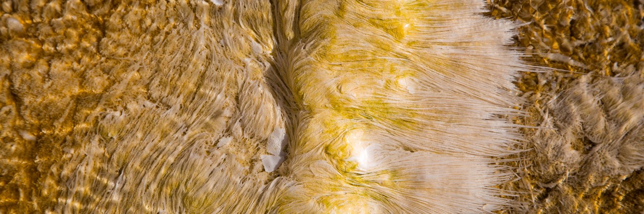 A close-up image of yellow, brown and white bacteria in a thermal pool