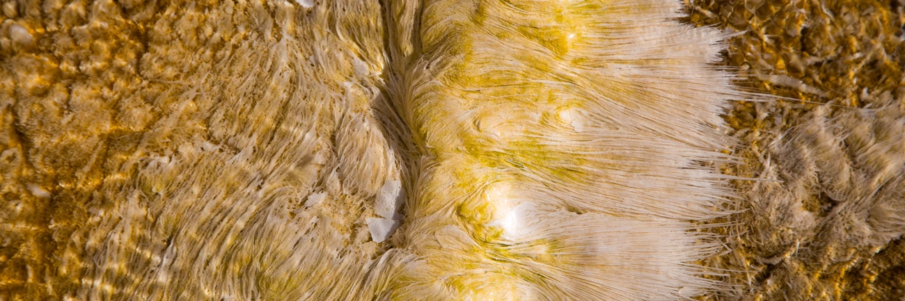 A close-up image of yellow, brown and white bacteria in a thermal pool