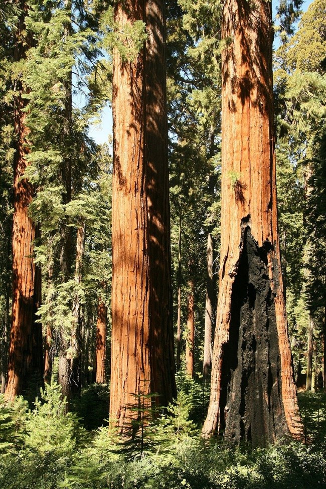 Redwood trees. CC0