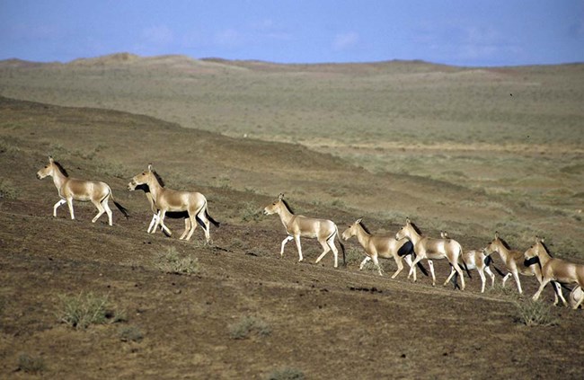 A herd of khulan run across the Mongolian plains