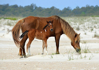 My new baby in wild horse islands any name ideas? in 2023