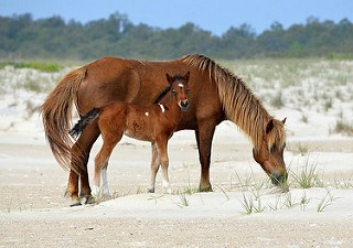 A mare and foal grazing beach vegetation