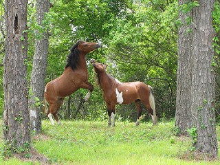 Young stallions playing on Assateague