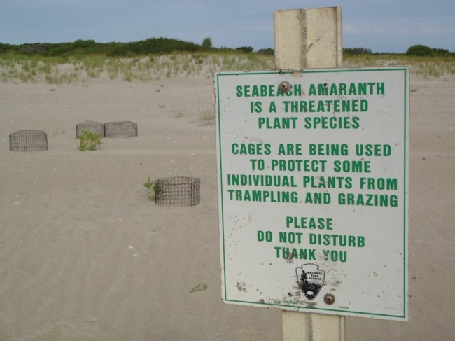 Seabeach amaranth enclosed in wire mesh cages