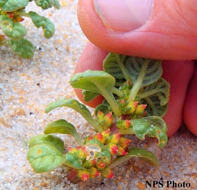 Seabeach Amaranth