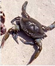 Blue Crab (Callinectes sapidus)