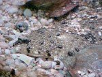 Each spring, summer flounder migrate into the waters around Assateague to feed. 15 kb