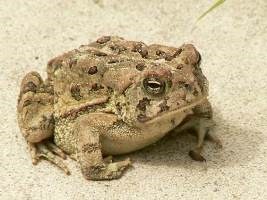 Fowlers toad