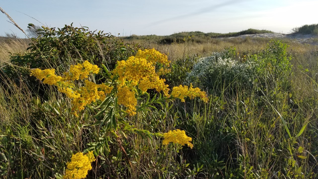 Seaside goldenrod on the sand dunes