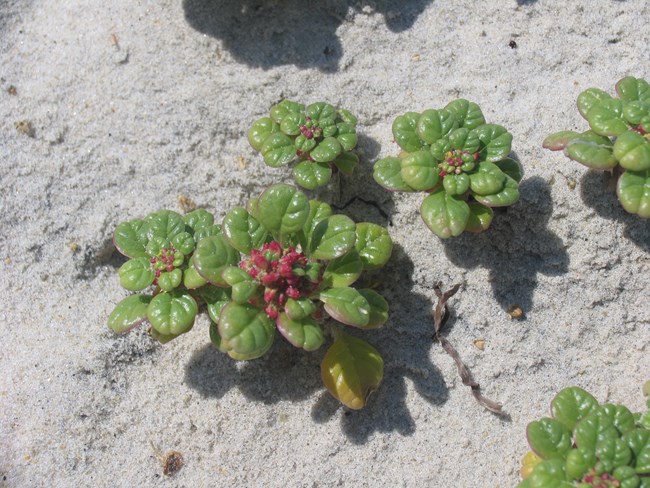 Seabeach Amaranth on beach