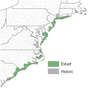 Map of Seabeach Amaranth distribution in the U.S.