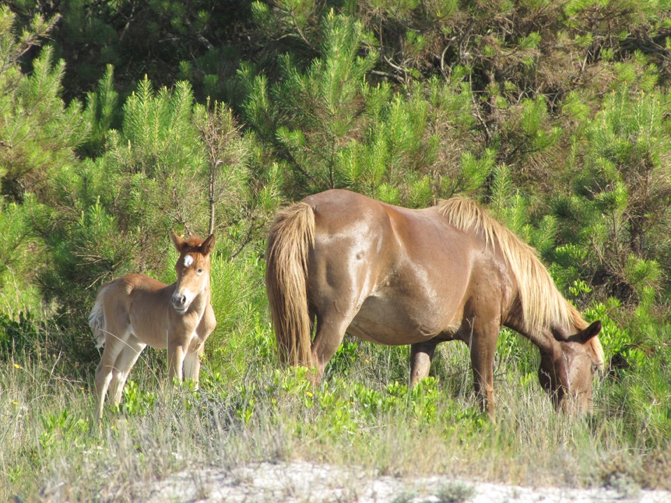 mare and foal grazing near Loblolly pine trees