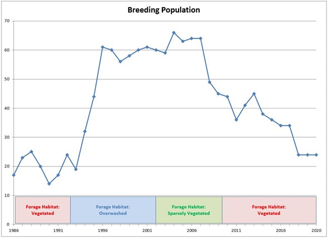 Piping plover breeding populations (in pairs) influenced by vegetation density on Assateague Island National Seashore