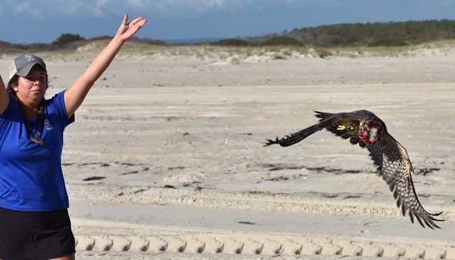 A peregrine falcon flies away after being released on Assateague Island
