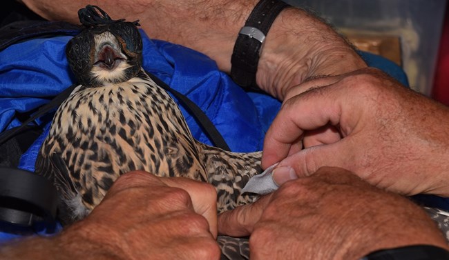 Peregrine falcons being processed for data collection