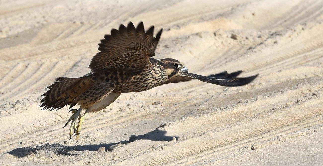 Peregrine falcon taking off from the beach of Assateague Island
