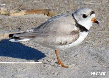 Piping plover on the beach