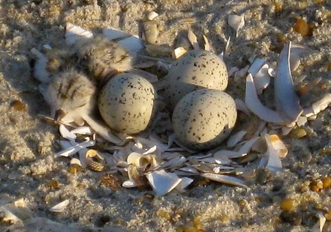 Plover chick and eggs in a shell lined nest scrape