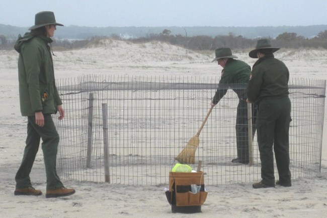 Park technicians erect an exclosure around an existing piping plover nest. The broom is used to smooth out the sand around the exclosure to minimize any evidence of human disturbance.