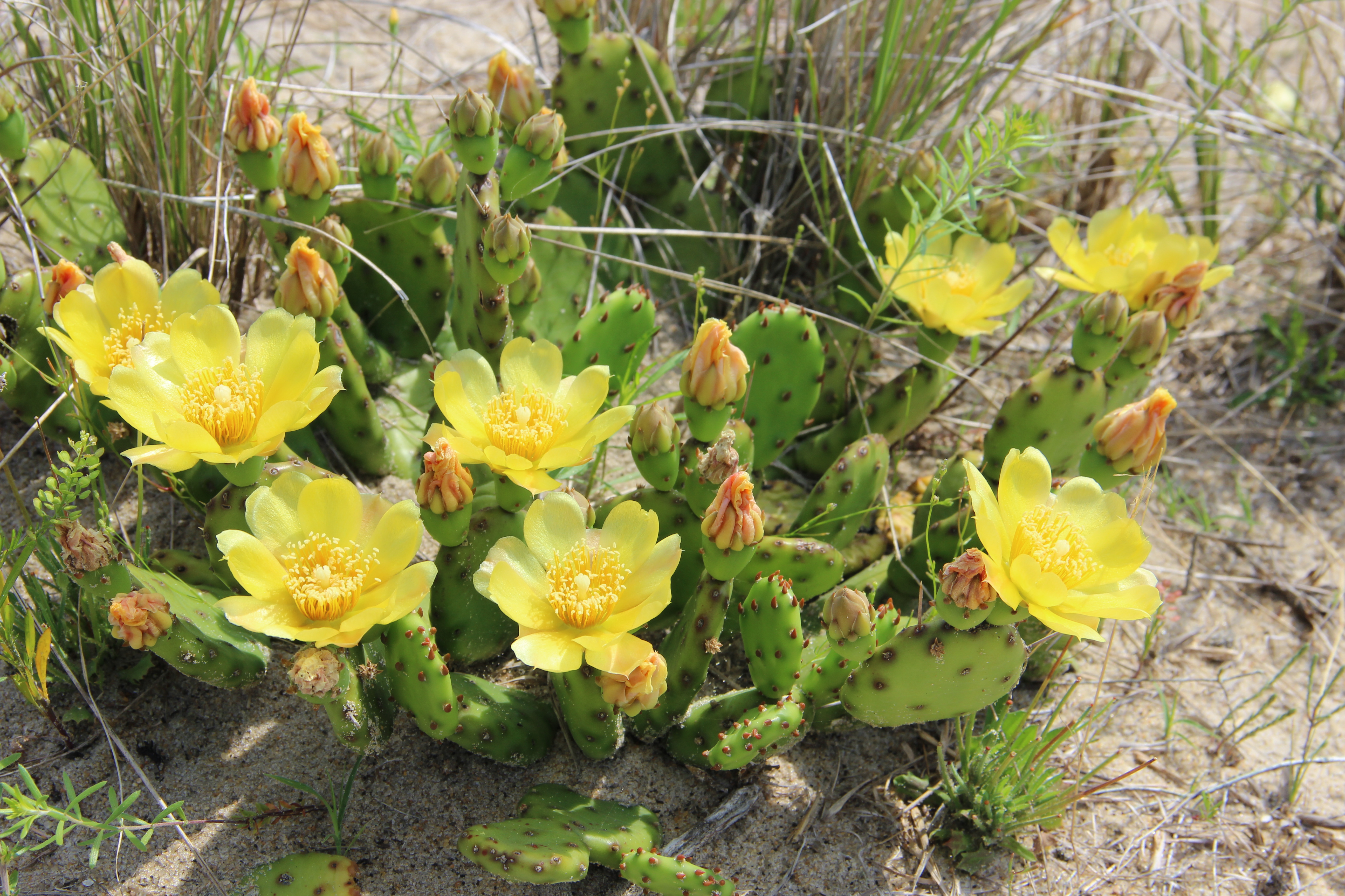 Prickly-Pear-1.JPG?maxwidth\u003d650\u0026autorotate\u003dfalse
