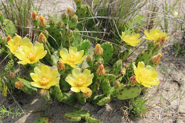 Prickly Pear cactus