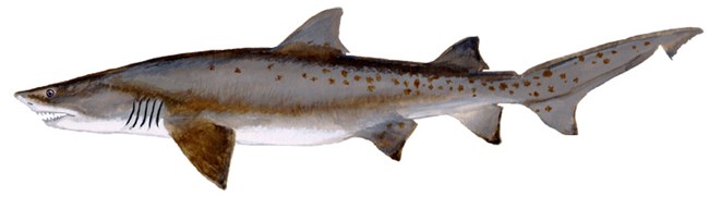 Sand Tiger Shark