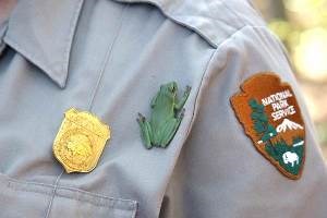 Green tree frog (Hyla cinerea)