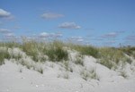 American Beach Grass