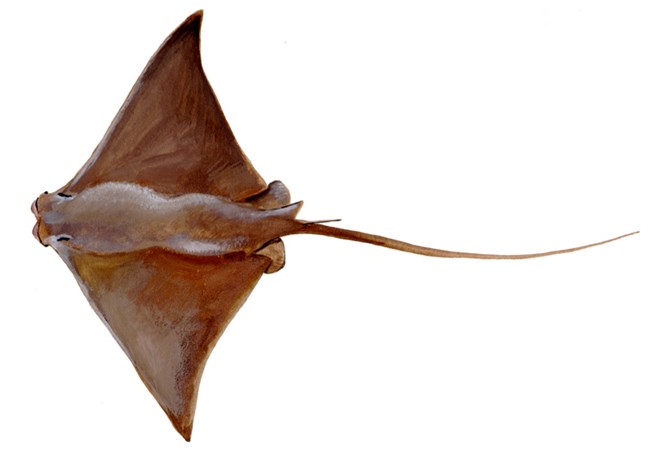 Cownose Ray