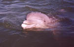 Bottlenose dolphins are often seen in the surf along Assateague's beaches during the summer months. 16 kb Bottlenose dolphins are often seen in the surf along Assateague's beaches during the summer months. 16 kb