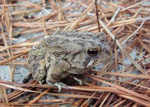 Fowler’s toads can tolerate low levels of salinity and are able to absorb moisture from their environment directly through their skin. 34 kb Fowler’s toads can tolerate low levels of salinity and are able to absorb moisture from their environment directly through their skin. 34 kb