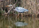 Assateague’s salt marshes display an amazing diversity of bird life and activities. 14 kb