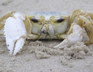 ビカクシダ　White Crab#1 OC Super Little Crab 1