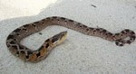 The eastern hognose snake prefers beaches, dunes, and grassy areas. 19 kb