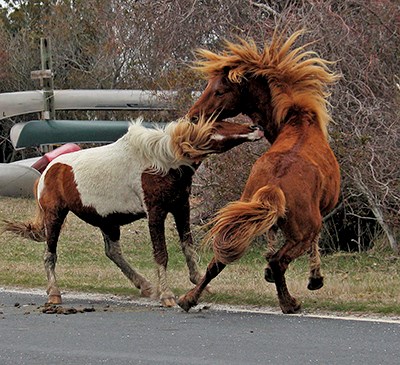 photo of horses fighting next to road