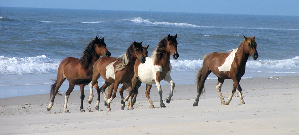 Assateague's Wild Horses - Assateague Island National Seashore (U.S.  National Park Service)