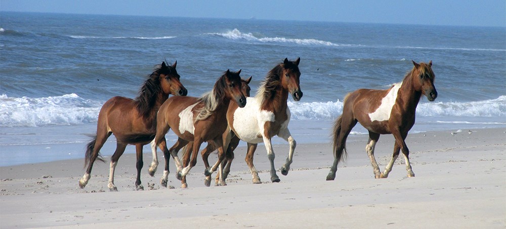 Maryland horses escaping the bugs on the beach