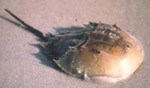 A protein in the blood of horseshoe crabs is used to test injectable drugs used on humans for bacterial contamination. 22 kb