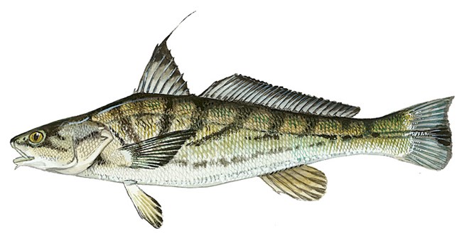 Kingfish