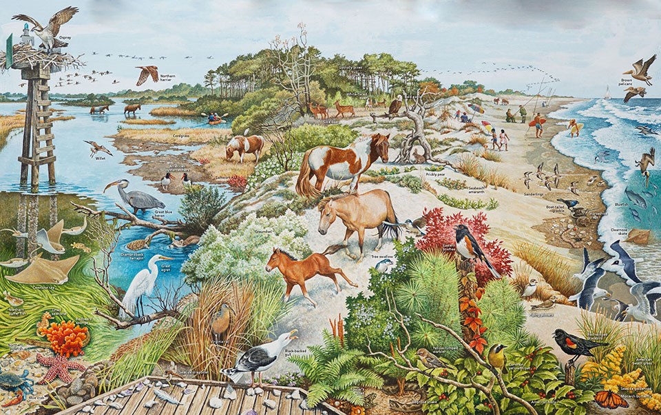illustration showing cross section of Assateague Island and associated plants and animals