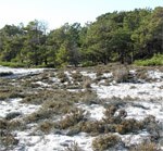 One of the most distinctive shrubs of Assateague is beach heather, a dense, low shrub common to dunes and sandy areas along the eastern seaboard.20 kb