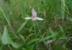 Rose pogonia plants display a single pink flower in late spring and can be found in a variety of moist areas, including sphagnum bogs, swamps, meadows, and forests. 10 kb