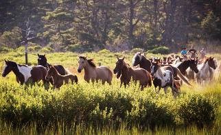 Saltwater Cowboys round up the Virginia herd
